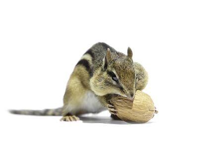 A chipmunk is holding Waluts.の写真素材