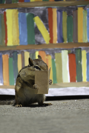 Chipmunk Reading a Book at Library.の写真素材
