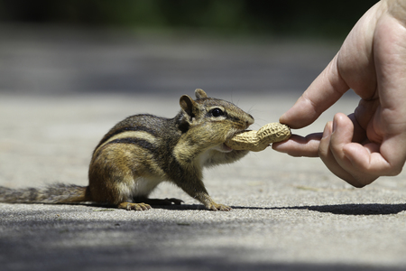 A woman is feeding a chipmunkの写真素材