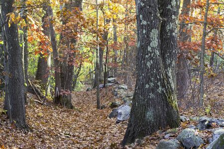 Colorful fall foliage in the morningの写真素材