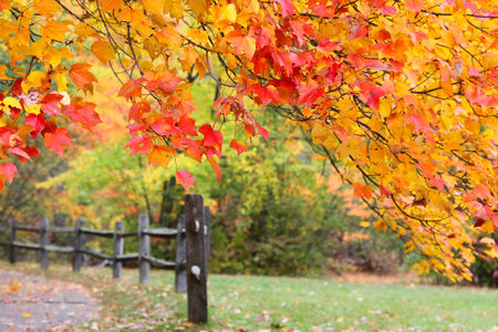 Park in New England in autumn