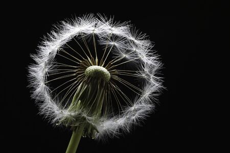 Dandelion in the details at black backgroundの写真素材
