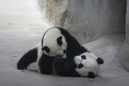 Two panda are playing around. ????????の写真素材