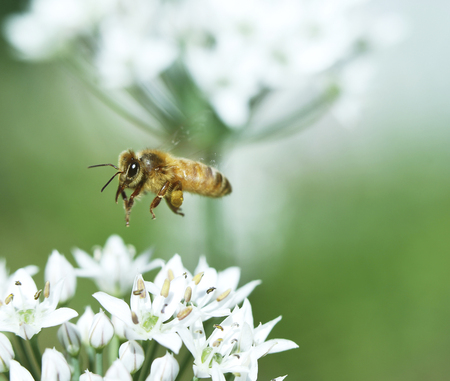 A bee is fly around the flowers.の写真素材