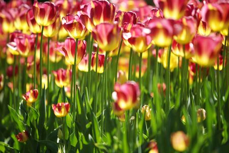 Beautiful tulips in the garden.の写真素材