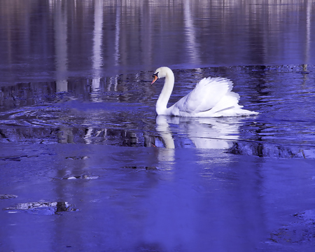Swan on frozen lakeの写真素材