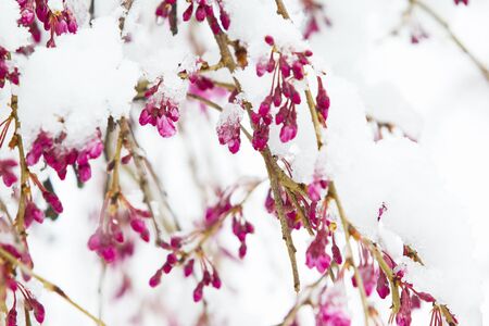 Snow Covered Cherry Flower in April in New Englandの写真素材