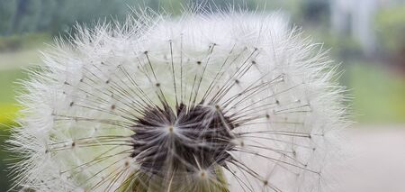 Dandelion stock photo in North America.の写真素材