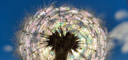 Colorful Dandelion Reflected by SunLight with Blue Sky background
