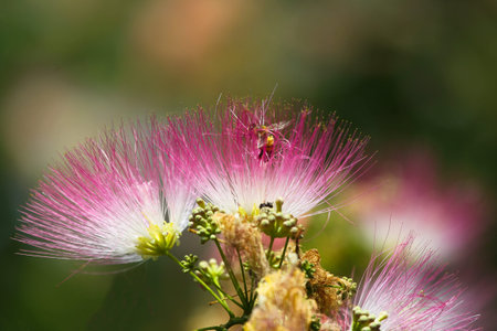 Calliandra emarginata or Pink Powder Puff or Albizia julibrissin, commonly called mimosa or silk...