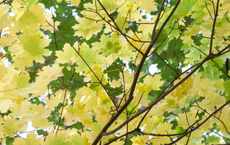 Yellow and Green Maple Leaves in the Autumnの写真素材