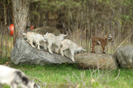 Lovely Baby Goats Stand on Rock, New England, USの写真素材