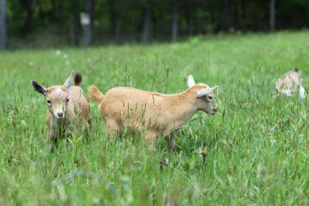 Lovely Baby Goats on Farm, New England, US
