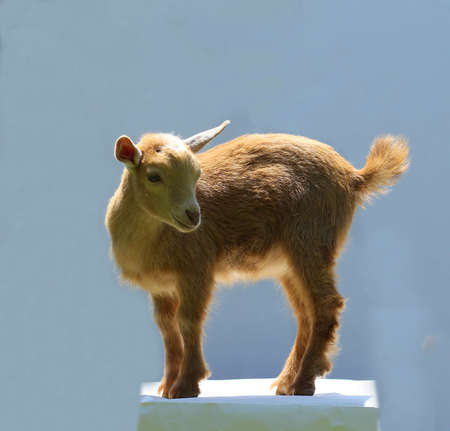 Lovely brown baby goat stands on stageの写真素材