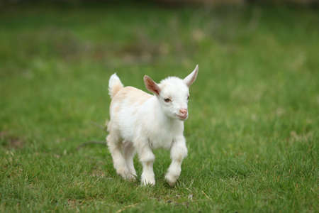 Lovely white baby goat running on grass, New England, USAの写真素材