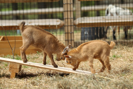 Two lovely brown goat babies play on board at farm