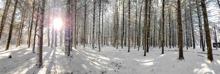 Pine trees covered with snow, New England, USA