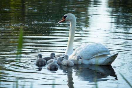 Swan mother and her seven 2-day-old babies at pond in the morningの写真素材
