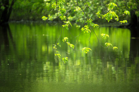 Green maple forest along the river in summer, New England, US