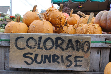 Variety of Colorful Pumpkins on Market