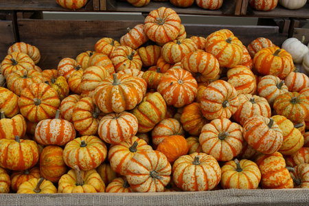 Variety of Colorful Pumpkins on Market
