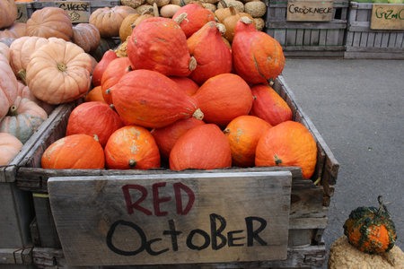 Variety of Colorful Pumpkins on Market