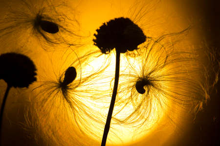 Blurred background fluffy seed and sunset, New Englandの写真素材