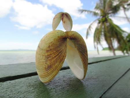 Two seashells on sea background on a wooden table