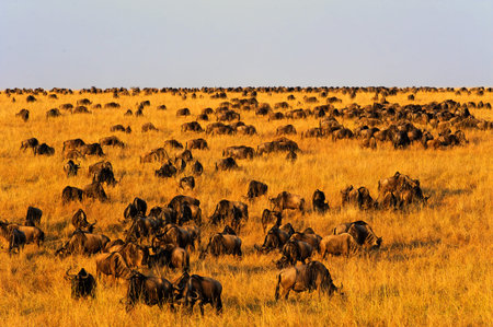 Wildebeest migration in Masai Mara National Reserve, Kenyaの写真素材