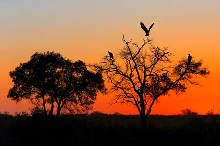 Trees during sunrise in the savannah, Masai Mara, Kenya  の写真素材