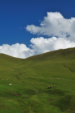 Beautiful grassland in Chinaの写真素材