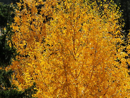 Autumn birchの写真素材