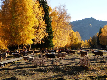 Autumn birchの写真素材