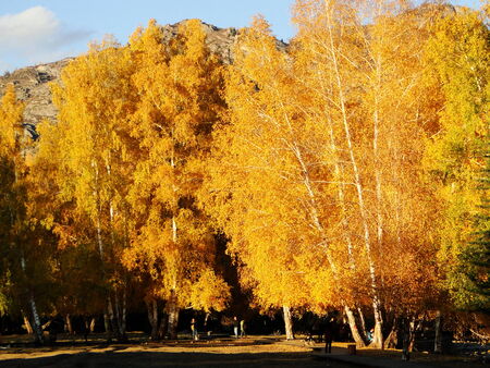 Autumn birchの写真素材