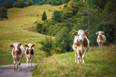 During the pasture four cows in the field you are looking. There is a lot of green grassの写真素材