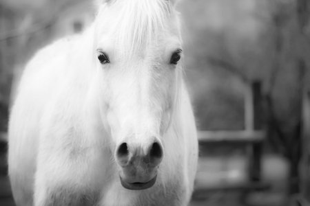 Close up of a white horse. A white horse in the farmの写真素材
