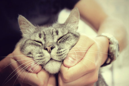 Happy cat in human hands, love for the animals (this version has a warm tone effect)