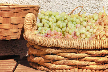 basket of grapes with copy space, typical autumn fruitの写真素材