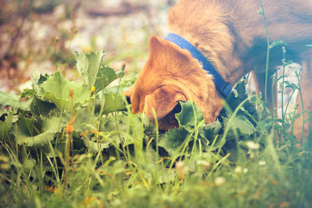 hide from the responsibilities concept, funny image of dog hides his faceの写真素材