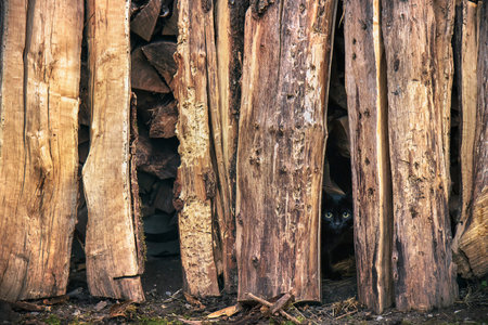 hidden black cat, the animal is hiding behind pieces of wood