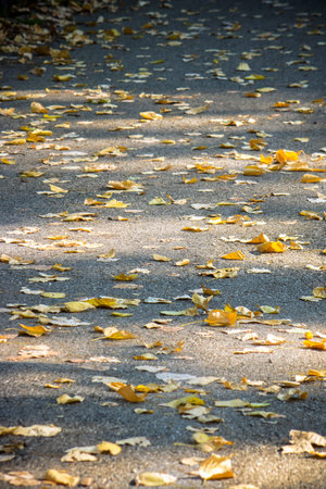 Fall leaves on asphalt road. Vertical image of fallen leaves on the roadside