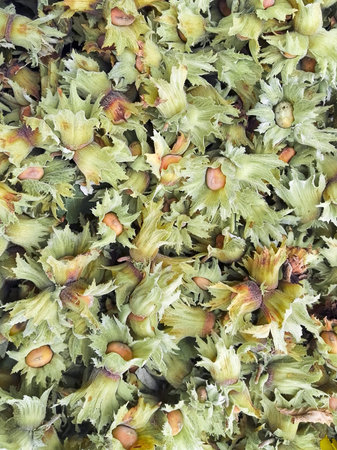 Freshly Picked Hazelnut. Texture Of Unpelled Hazelnut Fruits