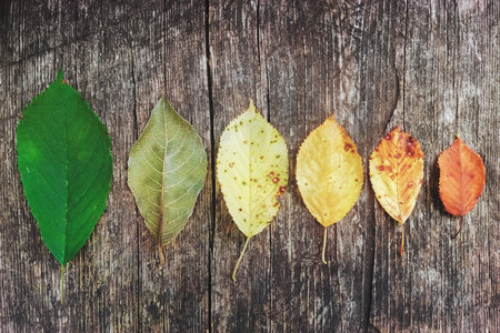 fall leaves gradations, autumn concept on wooden background: from green and fresh leave to brown and...