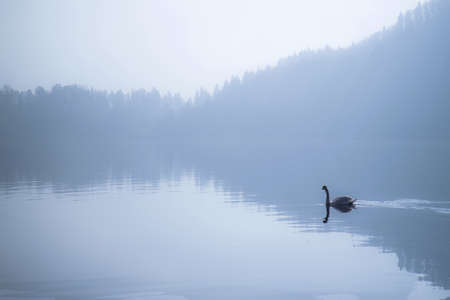 floating swan in peaceful landscape, softness atmosphere with copy spaceの写真素材
