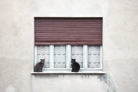 front view of cuddle felines that are looking you