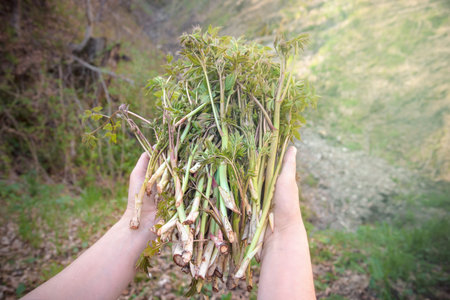 Hands holding fresh asparagus. Bunch of wild delicious plants freshly picked in the woods