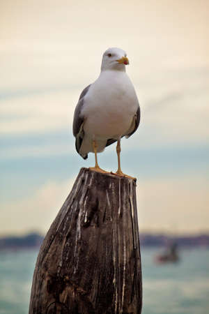 seagull, sea bird on wooden poleの写真素材