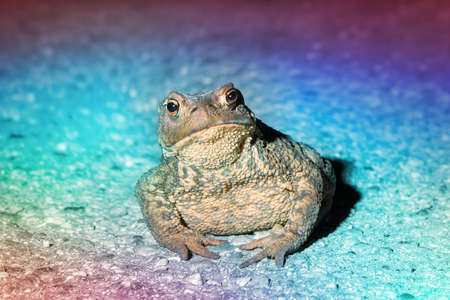 psychedelic frog, colored toad looking youの写真素材