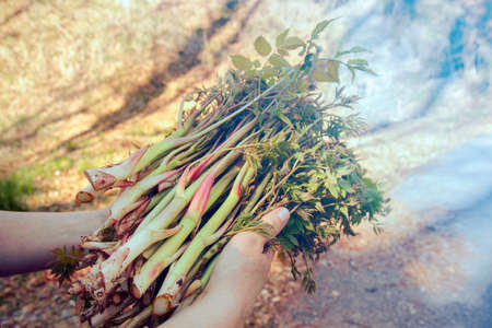 wild asparagus, hands holding a bunch of raw edible plantの写真素材