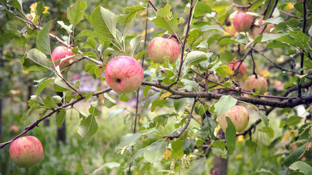 Organic apples on branches. There are water droplets on the fruit